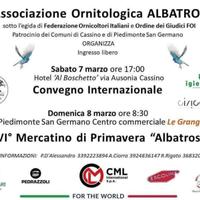 Lucherino Spinescens