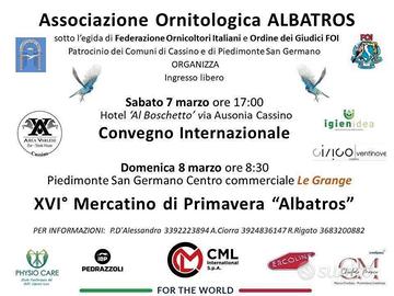 Lucherino Spinescens