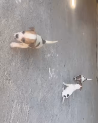 Cuccioli di jack Russell nani a zampa corta