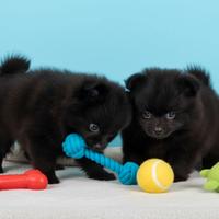 VOLPINI SPITZ di POMERANIA PUPPY NERI pag. rate