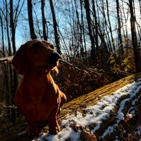 Bassotto Tedesco disponibile per monta