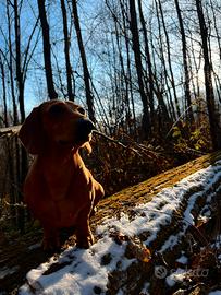 Bassotto Tedesco disponibile per monta