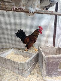Coppia galline americane (nane)