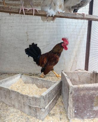 Coppia galline americane (nane)