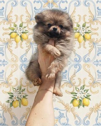 Pomerania spitz nano russo coreano femminuccia red
