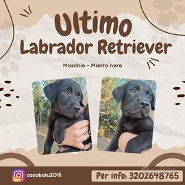 Ultimo Labrador Retriever