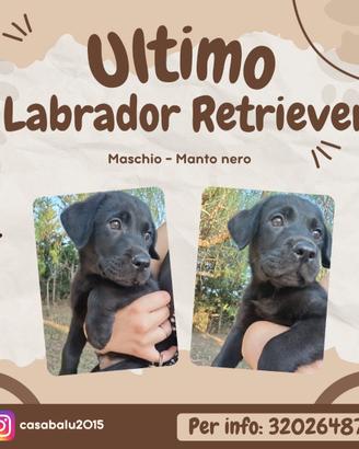 Ultimo Labrador Retriever