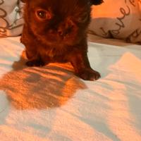 Chihuahua mini pedigree Enci