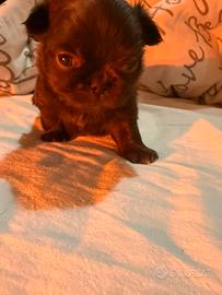 Chihuahua mini pedigree Enci