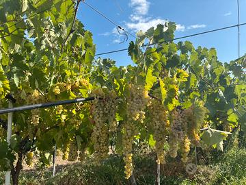 Uva bianca da vino - Trebbiano Toscano