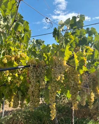 Uva bianca da vino - Trebbiano Toscano