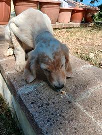 Setter inglese