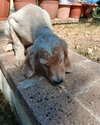 Setter inglese