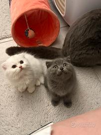 Scottish fold