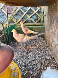 Fagiano dorato lutino maschio