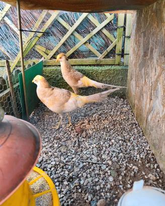 Fagiano dorato lutino maschio