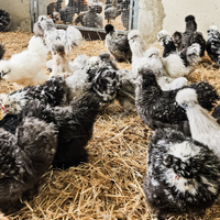 Galline moroseta adulte varie colorazioni