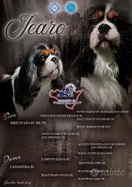 Cavalier King disponibile per Monta