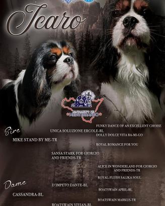 Cavalier King disponibile per Monta