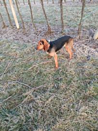 Cane segugio