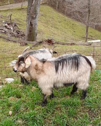 Capre Cashmere