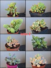 lotto 2 piante grasse