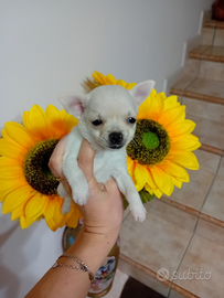 Chihuahua piccole