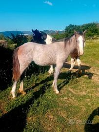 Cavalla puledra paint