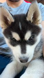 Husky femmina cucciola