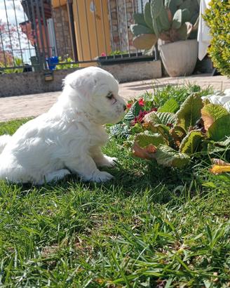 Cuccioli di maltese