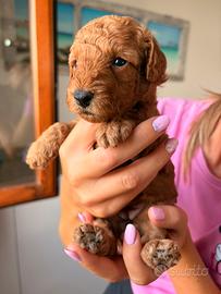 Cuccioli di barboncino