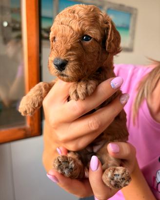 Cuccioli di barboncino