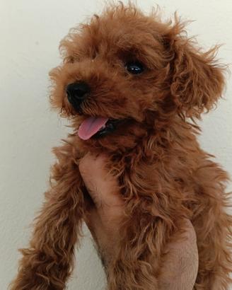 Cucciolo di Barboncino