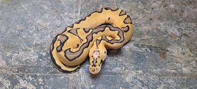 Pitone reale vari morph