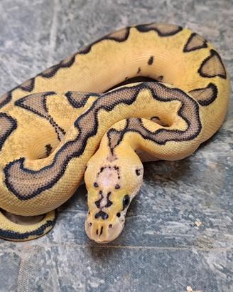 Pitone reale vari morph