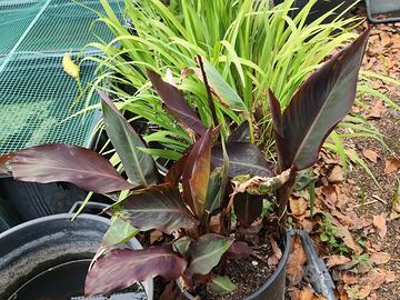 canna indica Red Velvet 
