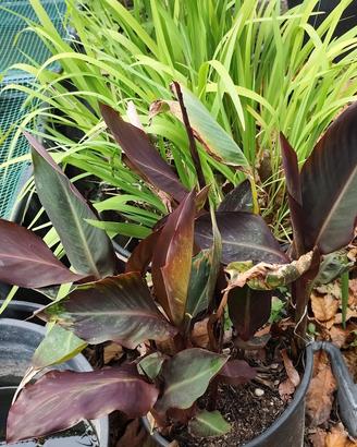 canna indica Red Velvet 