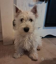 Cucciolo West Highland White terrier