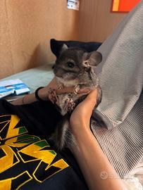 Cucciolo di Cincillà