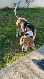 Maschio di Beagle per monta