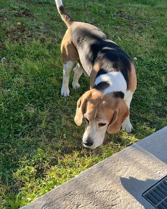 Maschio di Beagle per monta