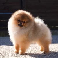 Cucciola volpino di pomerania(Spitz tedesco nano)