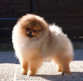 Cucciola volpino di pomerania(Spitz tedesco nano)