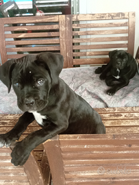 Cuccioli di cane corso