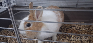 Vedo coniglio con tutta la gabbia