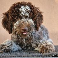 Cuccioli Lagotto Romagnolo, alta qualità