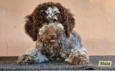 Cuccioli Lagotto Romagnolo, alta qualità