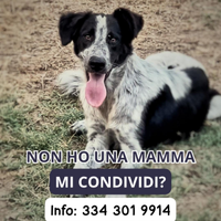 Serena , cucciola taglia media