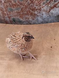 Quaglie