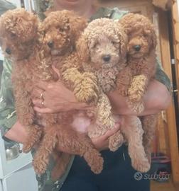 Barboncini maschi e femmine